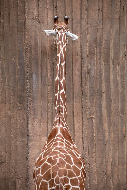This giraffe was pictured standing,  facing the building, in a corner, as if it was either in trouble with the zookeeper for misbehaving or maybe embarrased about something. A humerous photo that could be used for a variety entertaining needs.