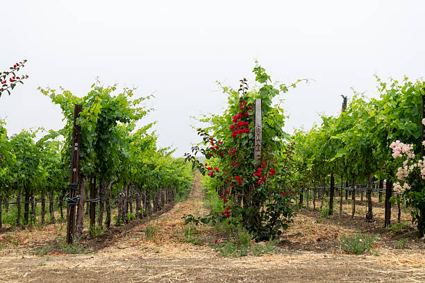 Vineyards, California