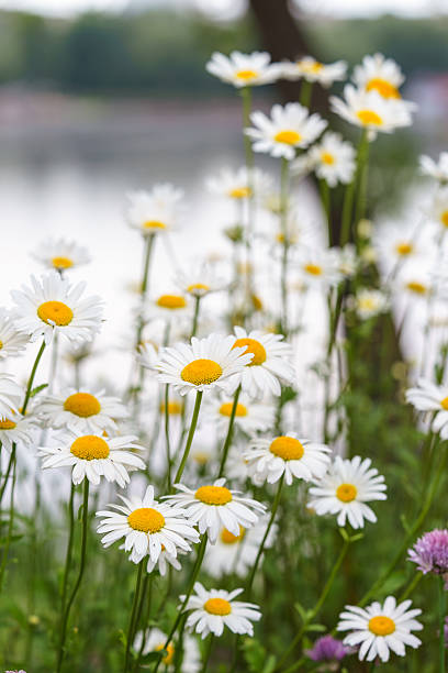 istock Blooming white daisies, chamomile in meadow with soft light and spring atmosphere. Floral background 2219529275