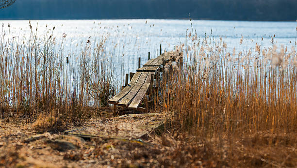 istock Person walking on narrow path through dry marsh.. 2219529595