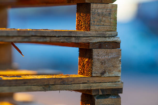A large number of wooden pallets are stacked neatly against each other in a storage area. The scene is illuminated by natural daylight, highlighting the textures of the wood.