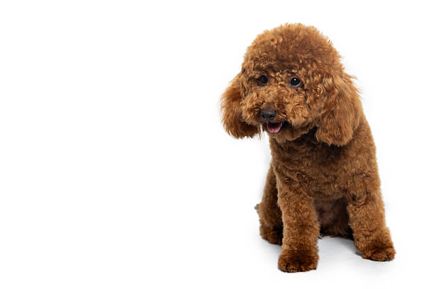 Cute brown poodle puppy sitting and looking down on a white background
