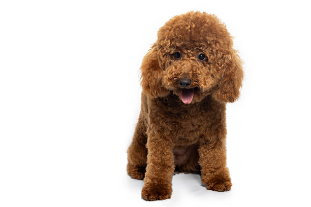 istock Small brown poodle toy puppy sitting on white background 2219529726