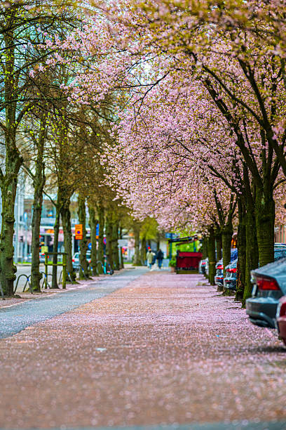 istock Urban street lined with blooming cherry blossom trees.. 2219530311