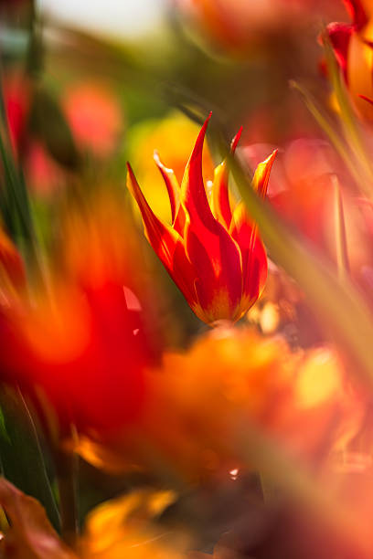 Fiery tulip bloom standing out in bokeh.