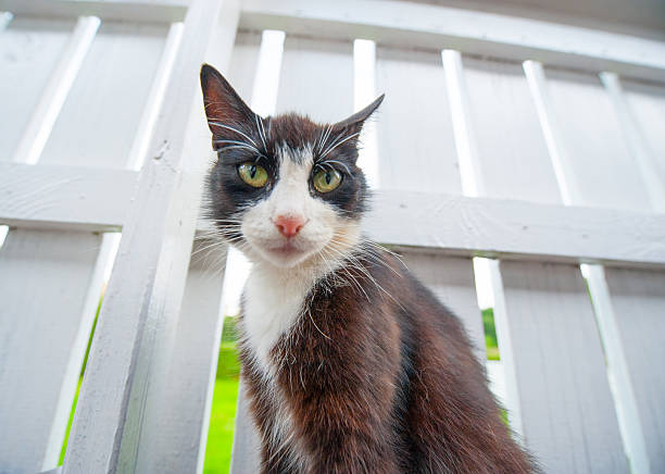 Close-up of black and white cat face.