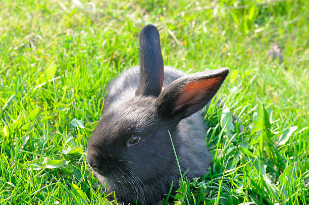 A cute black rabbit on green grass on a warm summer day.