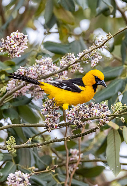 istock Hooded Oriole 2219531312
