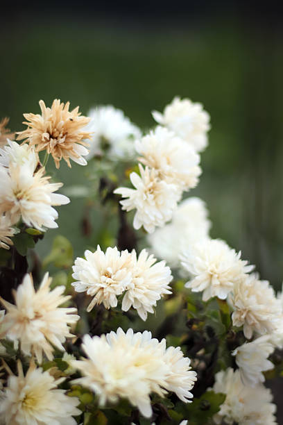chamomile flowers
