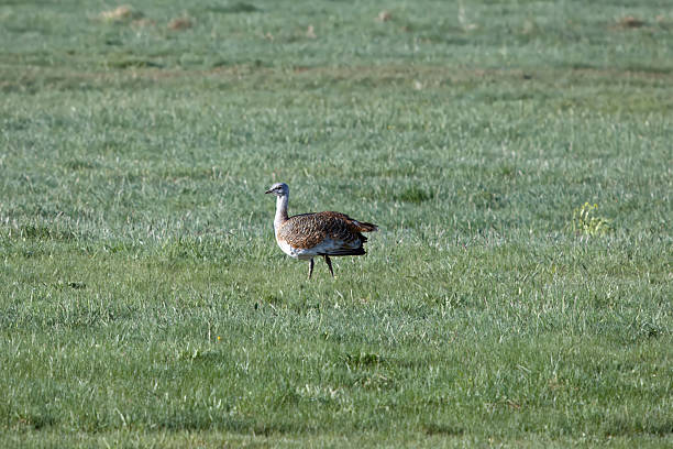 istock Great bustard, Otis tarda, on a meadow i 2219531910
