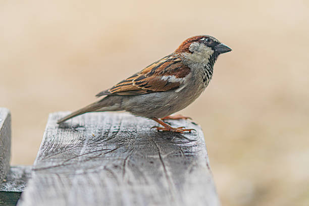 istock Sparrow perched on weathered wooden surface, against indistinct background Close-up perspective, soft lighting, brown and white plumage with darker eye and wing markings Solitude or quietness in na 2219532517