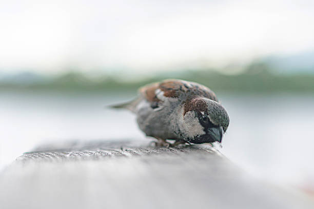 A sparrow perched on a wooden surface near water, under soft, diffused lighting in an outdoor setting