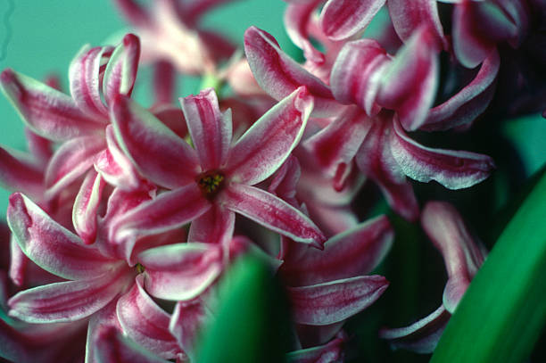 istock Close-up of Pink Hyacinth 2219532832