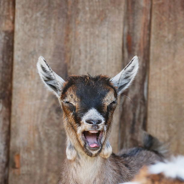 istock Goat is smiling and making a funny face 2219533315