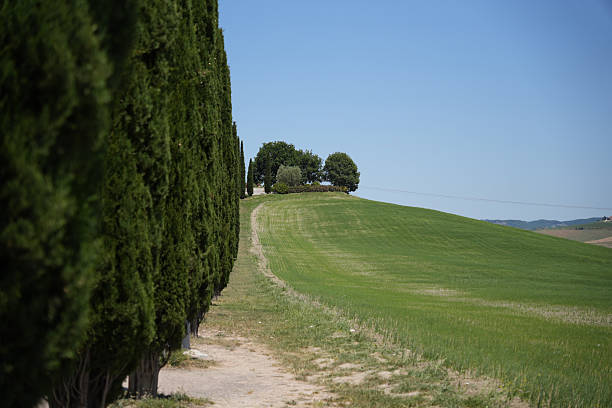 istock Serene Tuscan Landscape with Cypress Trees Lining a Winding Dirt Road through Rolling Green Hills in Val d'Orcia, Tuscany, Italy 2219535474