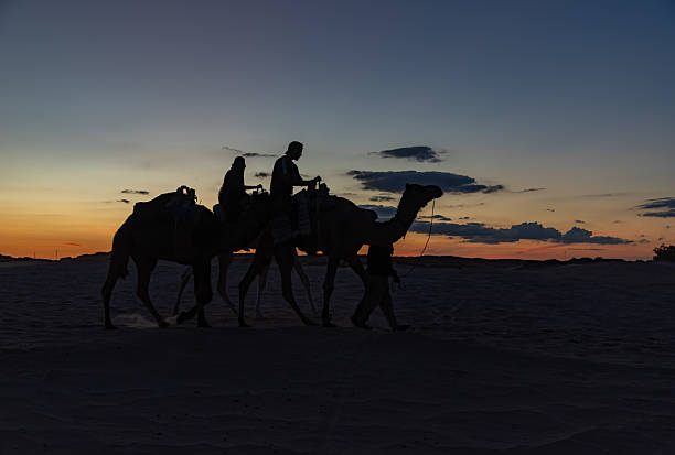 Portrait of camel on desert at sunset, Morocco