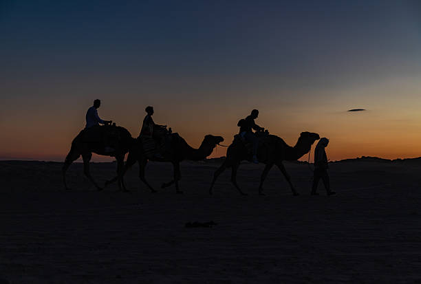 Douz, Tunisia - November 12, 2024: A picture of dromedaries in the desert near Douz, Tunisia, at sunset.