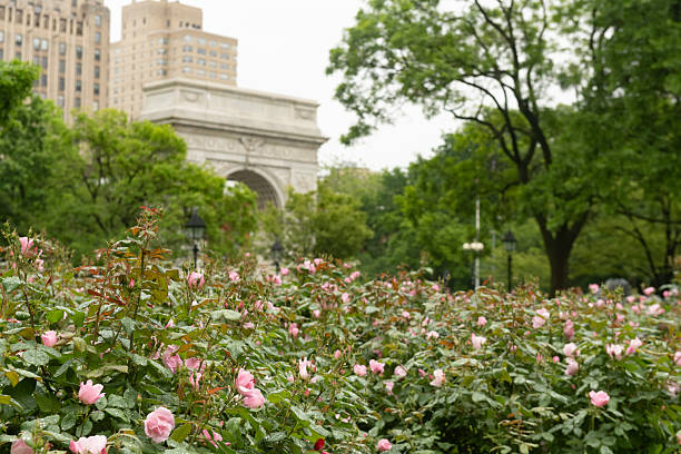 istock Wet Roses in Washington Square Park NYC 2219537729