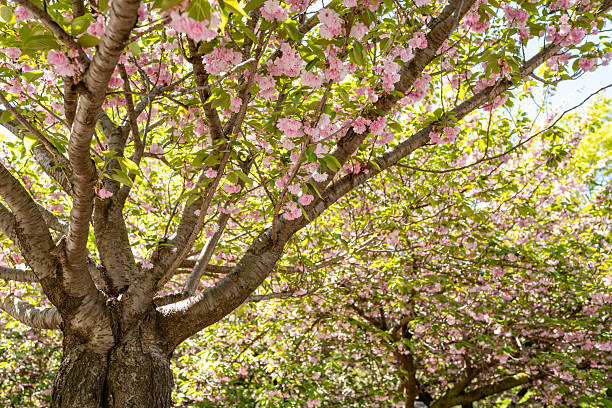 This is a photograph of cherry blossom trees in bloom on a sunny spring day in Washington Square Park in New York City.