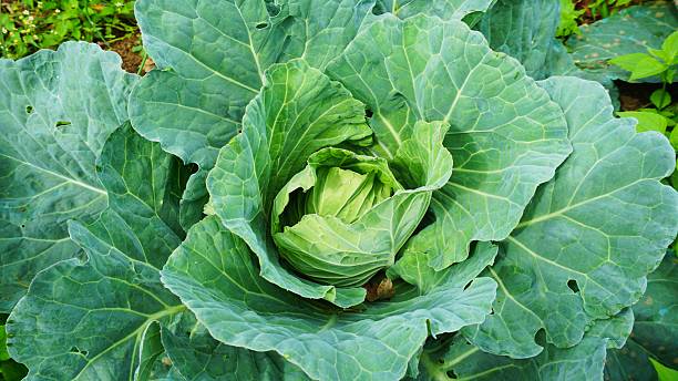 istock cabbage growing in the garden 2219539031