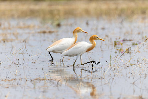 istock Cattle egret in the rice field. 2219543370