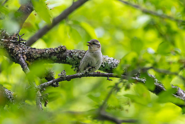 istock Cinnamon Sparrow perching on the branch of tree. 2219543396