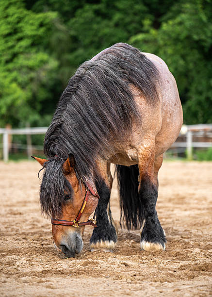 istock Impressive draft horse standing proudly on rustic farm. Evokes tradition, strength, and deep connection to land. Perfect image for agriculture, equine care, and rural branding. 2219543437