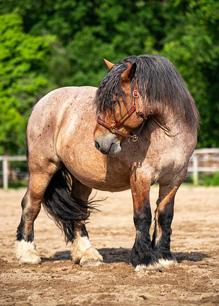 istock Powerful Ardennes draft horse standing in paddock with rural scenery in background. Traditional European breed known for strength, endurance. Concept of farming, livestock, rural heritage, 2219543443