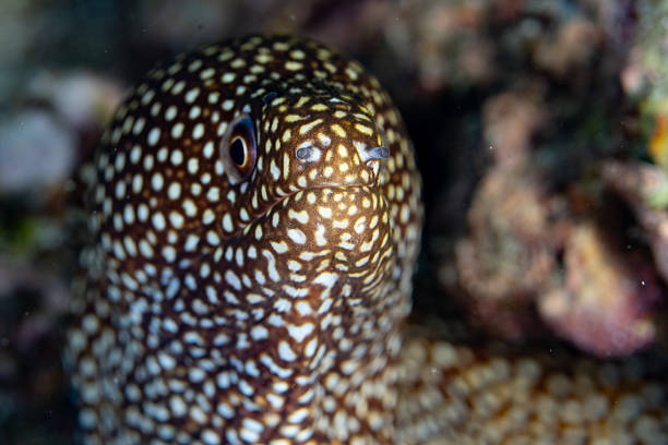 A White-mouth moray eel, Gymnothorax meleagris, slithers out of a hole on a coral reef in Wakatobi National Park, Indonesia. This beautiful eel is found throughout the Ind0-Pacific region.
