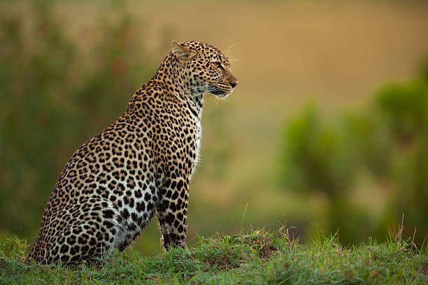 istock African leopard (Panthera pardus) sitting, Maasai Mara National Reserve, Kenya 2219544977