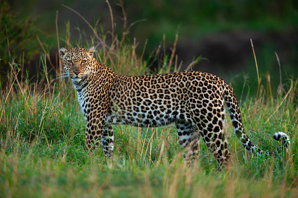 African leopard (Panthera pardus) standing in savannah grassland in morning light, Maasai Mara National Reserve, Kenya. The African leopard is classified as vulnerable to extinction.