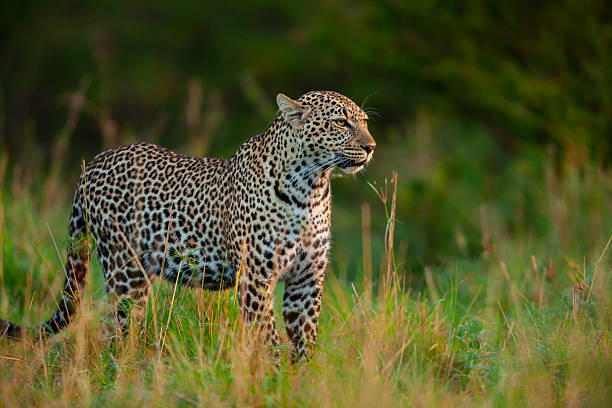 istock African leopard (Panthera pardus), Maasai Mara National Reserve, Kenya 2219544981