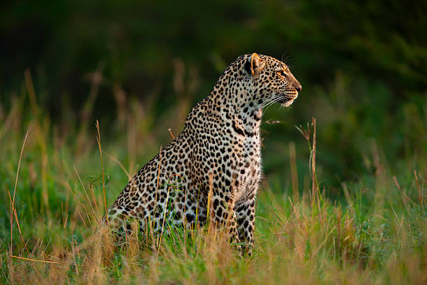 istock African leopard (Panthera pardus), Maasai Mara National Reserve, Kenya 2219544984