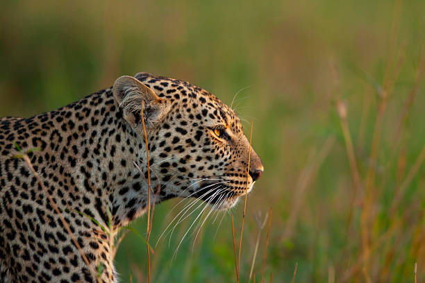 Leopard powerfully climbing a tree in the African savanna, showcasing strength and agility against a stunning sunset backdrop