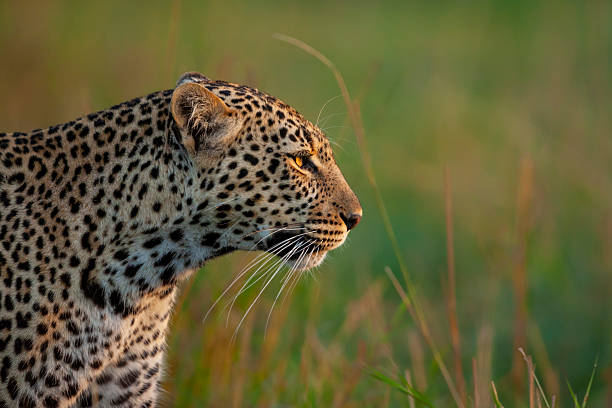 istock African leopard (Panthera pardus), Maasai Mara National Reserve, Kenya 2219544998