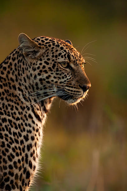 istock African leopard (Panthera pardus), Maasai Mara National Reserve, Kenya 2219545002