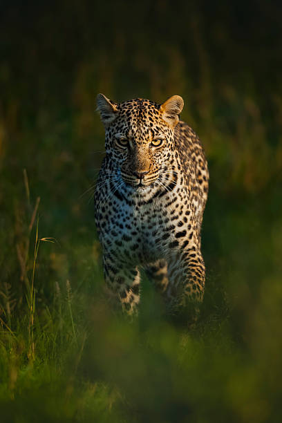 African leopard (Panthera pardus) walking, Maasai Mara National Reserve, Kenya