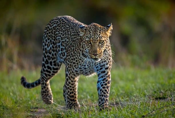 istock African leopard (Panthera pardus) walking, Maasai Mara National Reserve, Kenya 2219545016