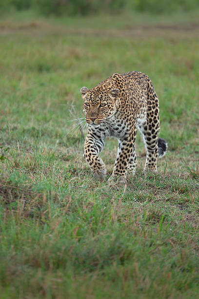 istock African leopard (Panthera pardus) walking, Maasai Mara National Reserve, Kenya 2219545019
