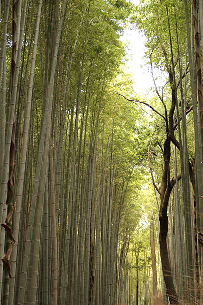 istock Walking Trail Through Bamboo in Kyoto 2219546099