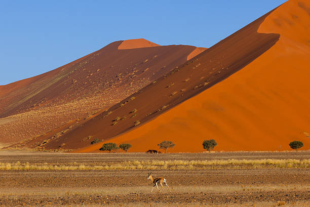 istock Springbok in the Shadow of the Dunes, Namibia 2219546678