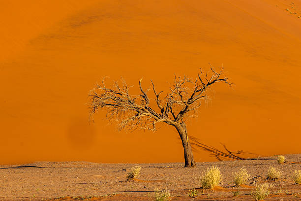 sand track on the namibian desert
