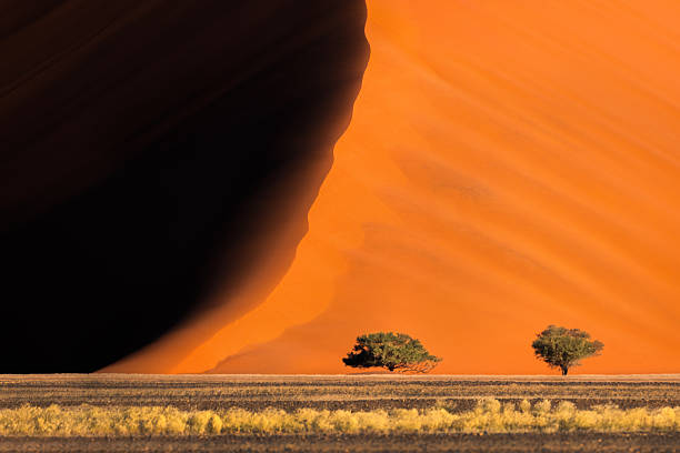 At the base of a towering dune, two lone trees stand resilient against the sweeping sands. The interplay of shadow and light emphasizes the dune’s dramatic curves and scale.