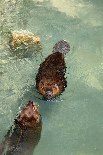 istock American Beaver, Good swimming 2219550504