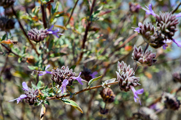 Sage plant flower - Derebucak district, Çamlık Caves National Park