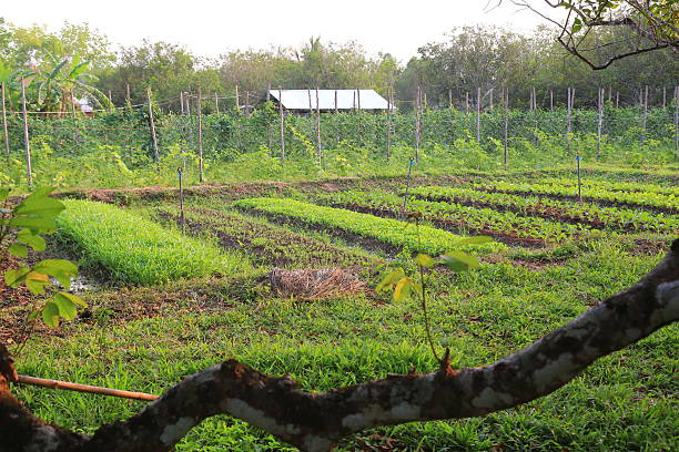istock Seedlings growing in the vegetable garden 2219553549