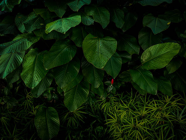 istock ornamental plants in the home garden 2219553569