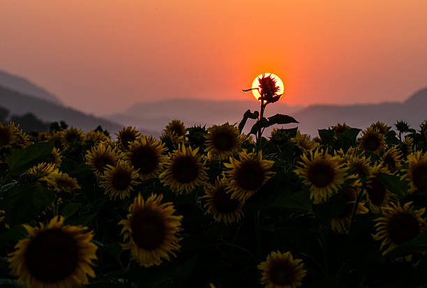 Sunflowers in the fields at sunset