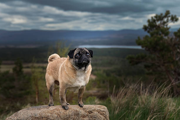 Smiling pug walking in summer park