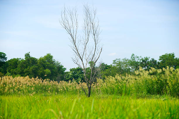 A solitary dry tree stands amidst vibrant green grass and lush vegetation, creating a serene atmosphere in a natural landscape. Perfect for nature-themed projects.
